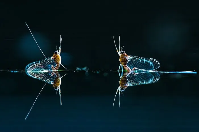 The Best 65  Wildlife Photos Revealed In The 2022 Wildart Photographer Of The Year Contest
