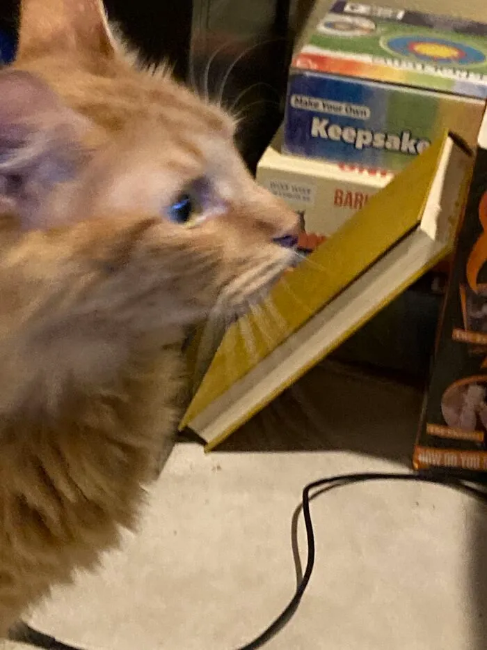 My Friend’s Cat