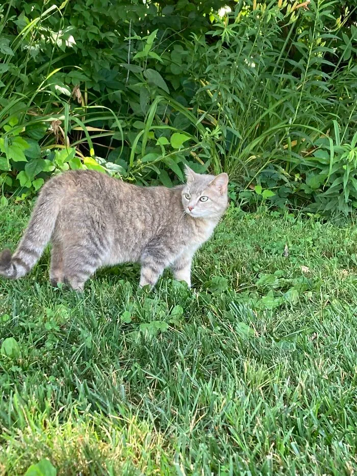 My Cat