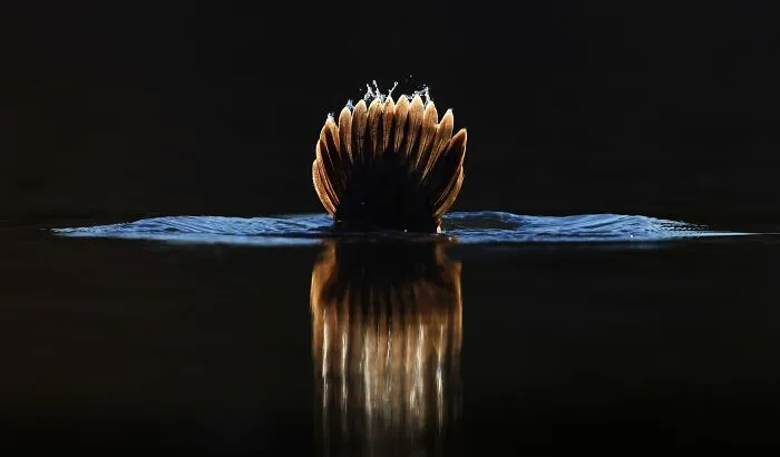 The Best 65  Wildlife Photos Revealed In The 2022 Wildart Photographer Of The Year Contest