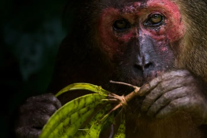 The Best 65  Wildlife Photos Revealed In The 2022 Wildart Photographer Of The Year Contest