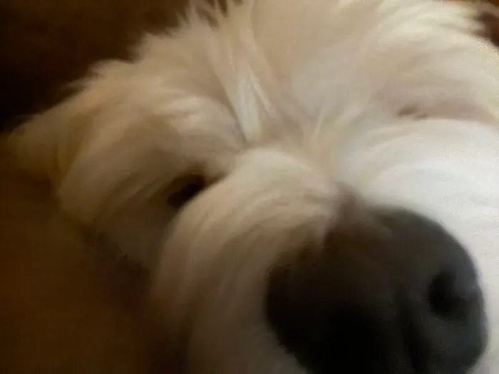My Dog (Also My Pfp)