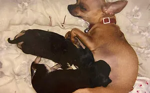 Post The Last Photo You Have Of Your Pet