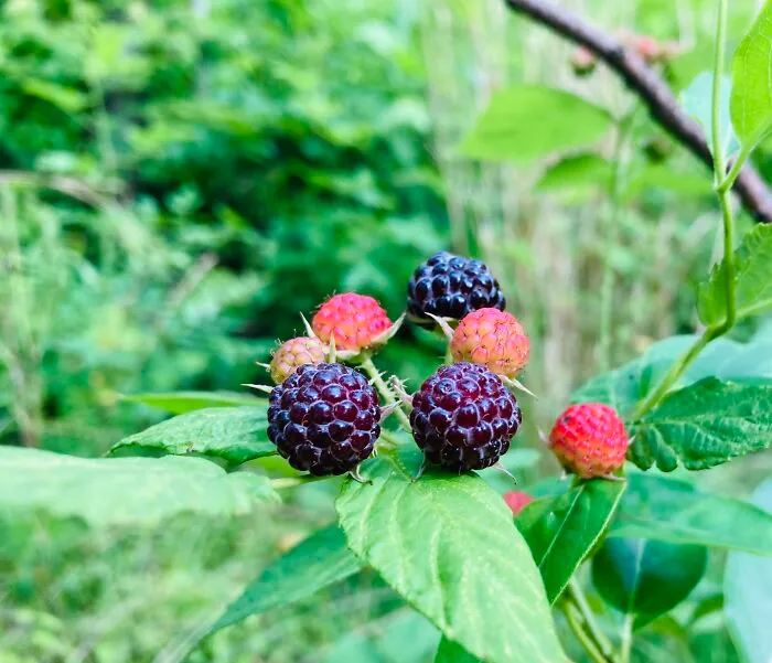 Wild Black Raspberries.