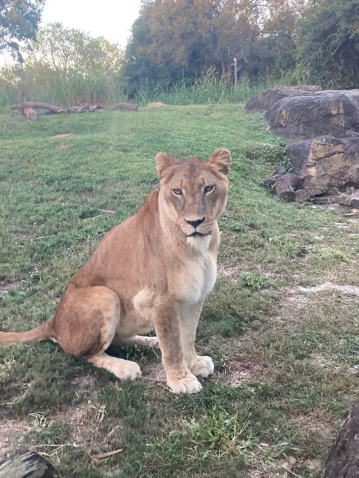 Lioness 🦁