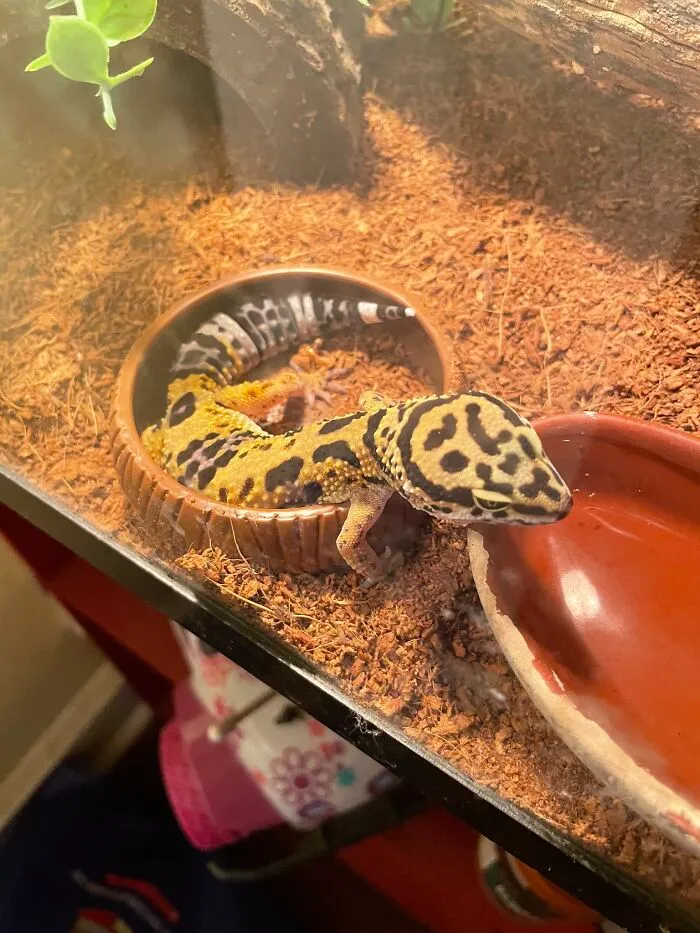 This Is Bingo The  Leopard Gecko