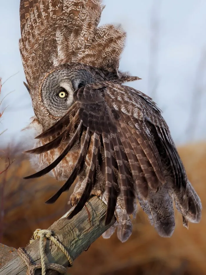 The Best 65  Wildlife Photos Revealed In The 2022 Wildart Photographer Of The Year Contest