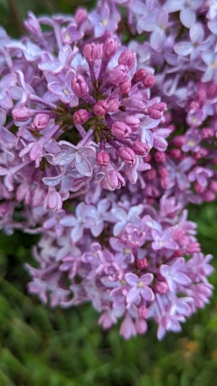 Some Photos Of Flowers And Nature That I Took (30 Pics)
