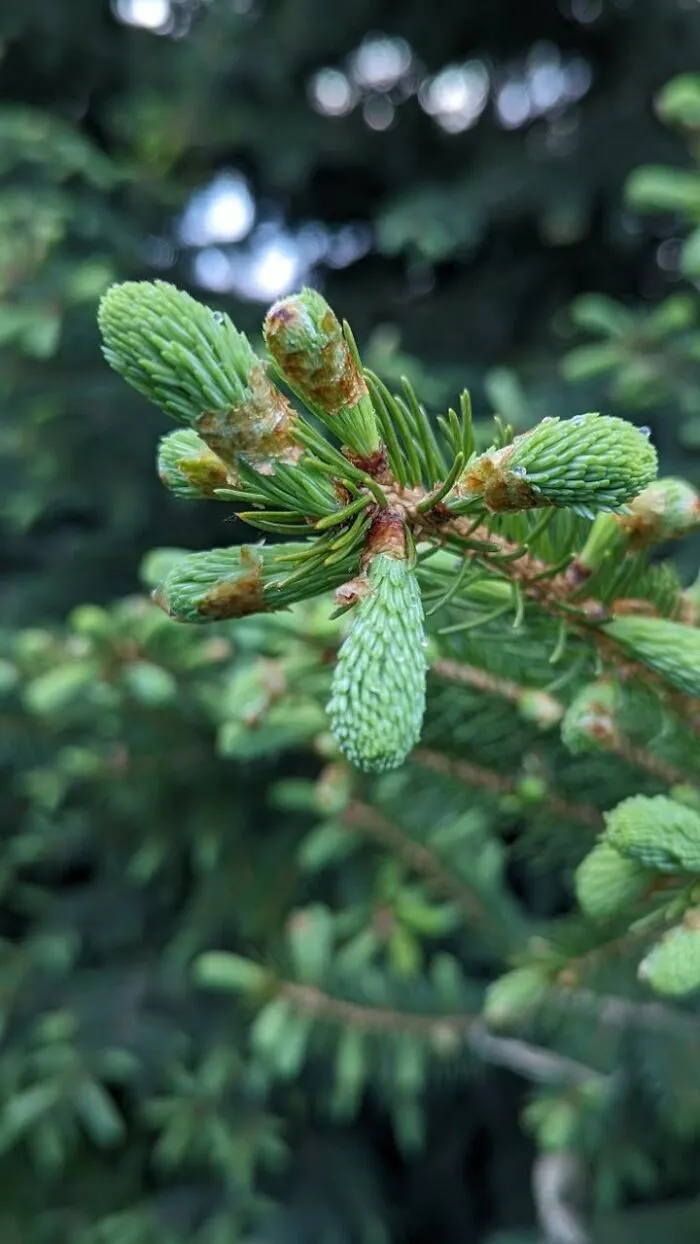Some Photos Of Flowers And Nature That I Took (30 Pics)