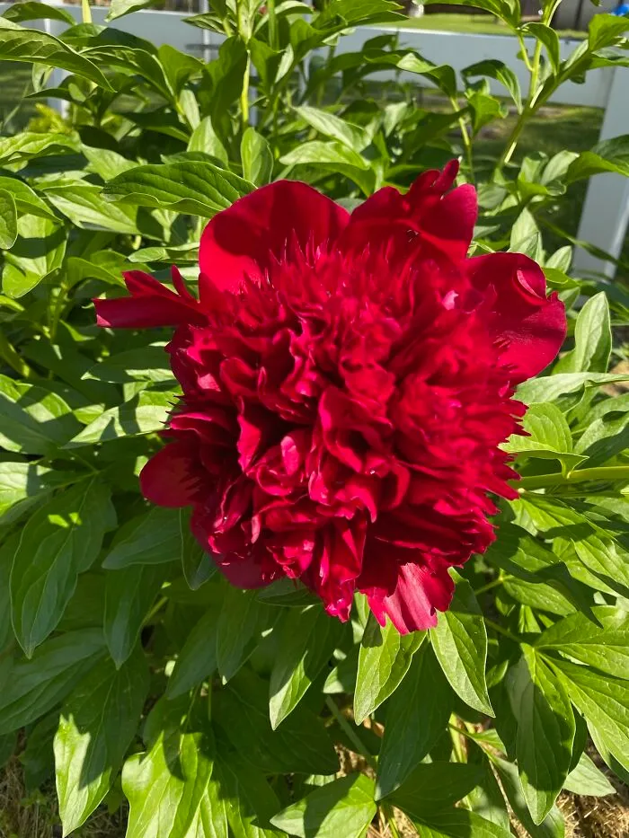 Not The Best Pic, But A Flower My Sister Gave To My Daughter With Cerebral Palsy Right Before My Daughter’s Sdr Surgery (My Daughter Loves Flowers And Gardening)