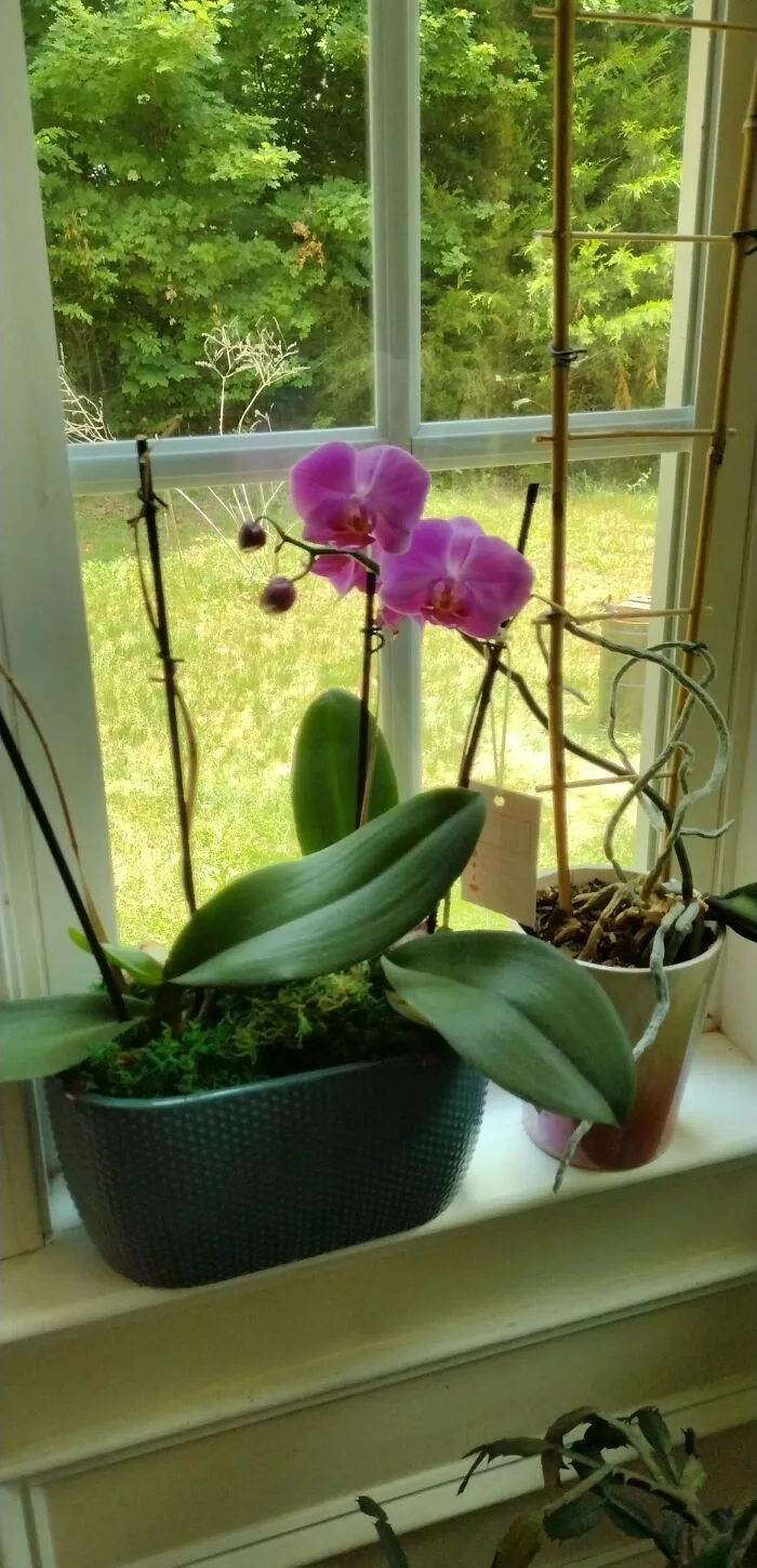 There's Greenery Surrounding My Flowers ☺️