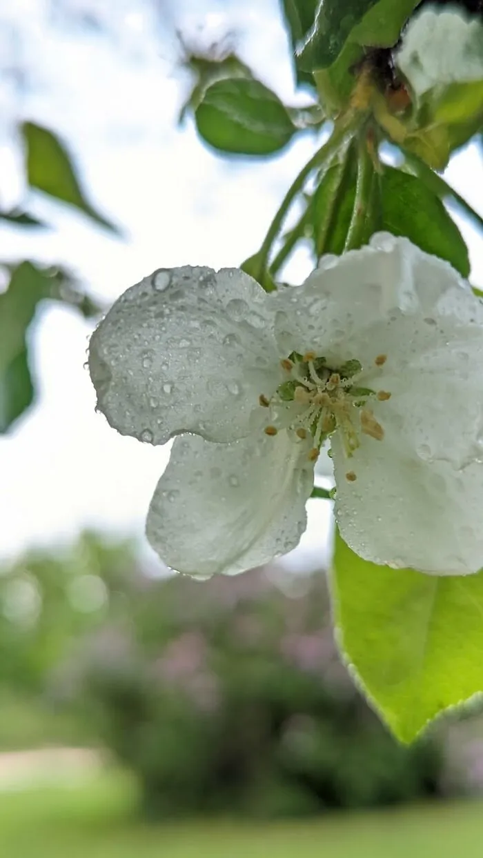 Some Photos Of Flowers And Nature That I Took (30 Pics)