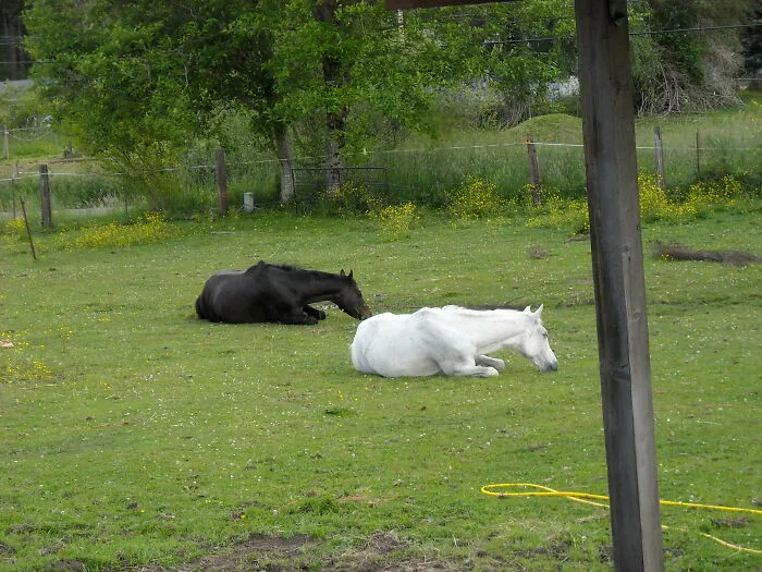When Rescues Find Peace