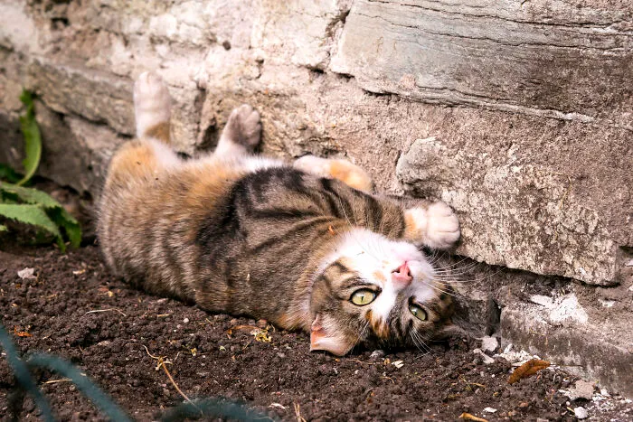 Owners Hired Pet Detective To Find A Lost Cat