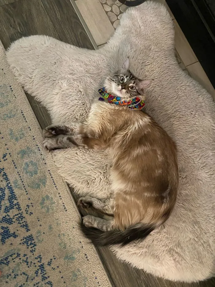 Hi, I'm Sugar! My Favorite Thing To Do Is Sleep! When I'm Not Sleeping, I'll Be Eating. However, At 3am Every Morning, I Wrestle My Sister And Chase Her Throughout The House. In The Summer, I Bring Crickets Inide, Tear Off A Few Of Its Legs, And Watch It Try To Escape While Cackleing Evily. Then I Go Sleep For Four More Hours! Lmk If You Wanna Hang