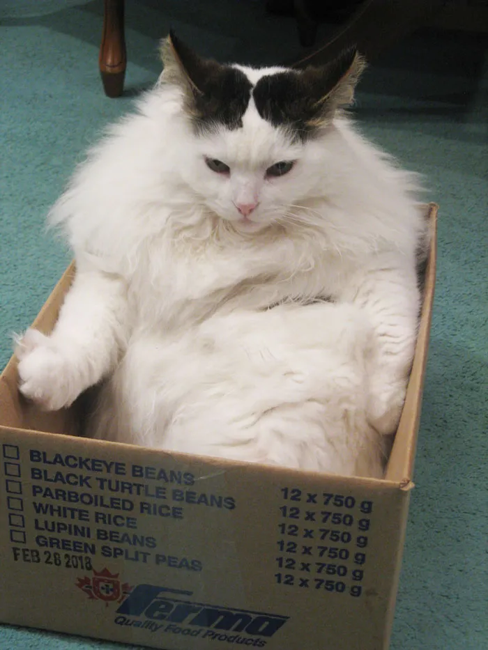 The (Corrugated) Fiberboard Box