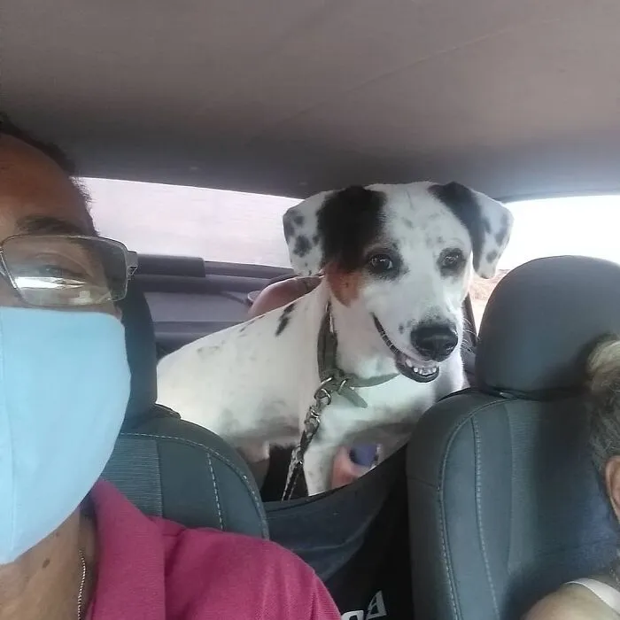40 Selfies que este hombre se hizo con los pasajeros de su "taxi de mascotas"