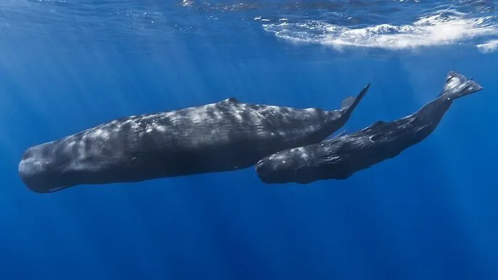 35 Interesting And Weird Animal Facts Not Too Many People Know