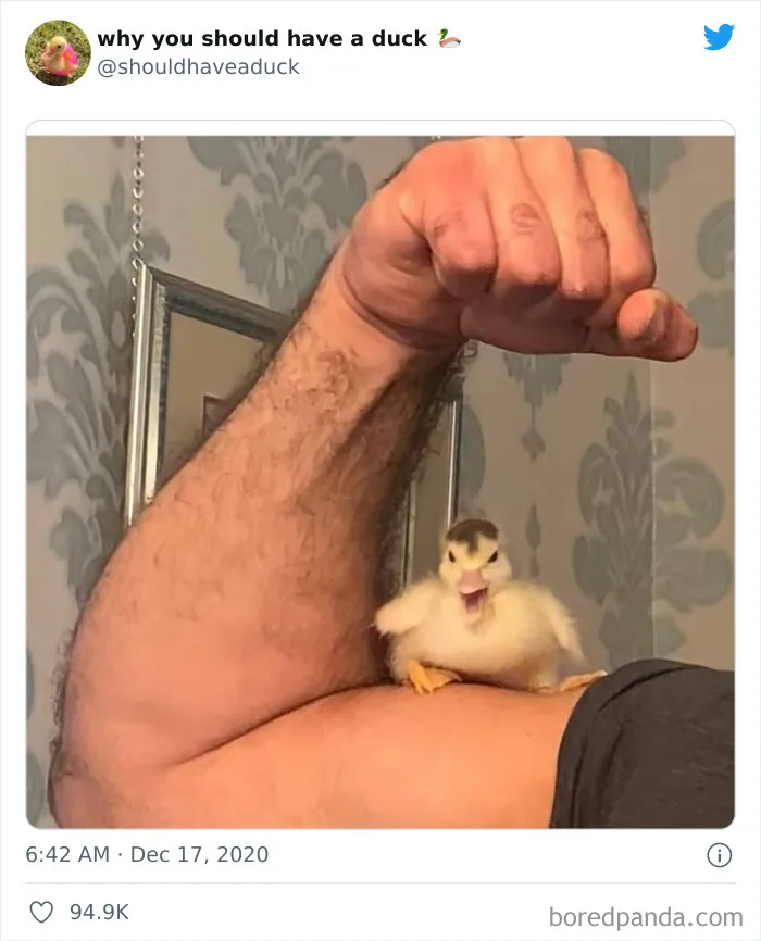 This Page "Why You Should Have A Duck" Is Dedicated To All Things Ducks And Here Are 35 Of The Best Posts