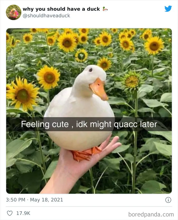 This Page "Why You Should Have A Duck" Is Dedicated To All Things Ducks And Here Are 35 Of The Best Posts