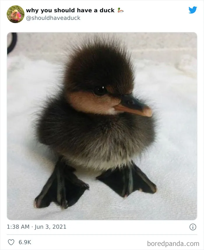 This Page "Why You Should Have A Duck" Is Dedicated To All Things Ducks And Here Are 35 Of The Best Posts
