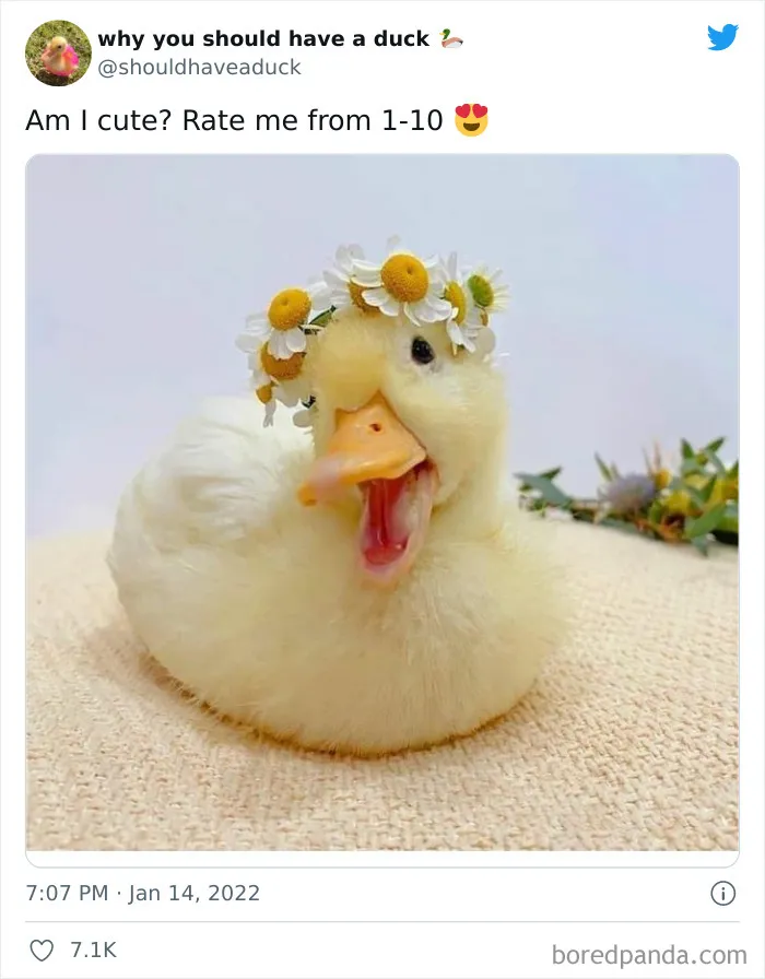 This Page "Why You Should Have A Duck" Is Dedicated To All Things Ducks And Here Are 35 Of The Best Posts