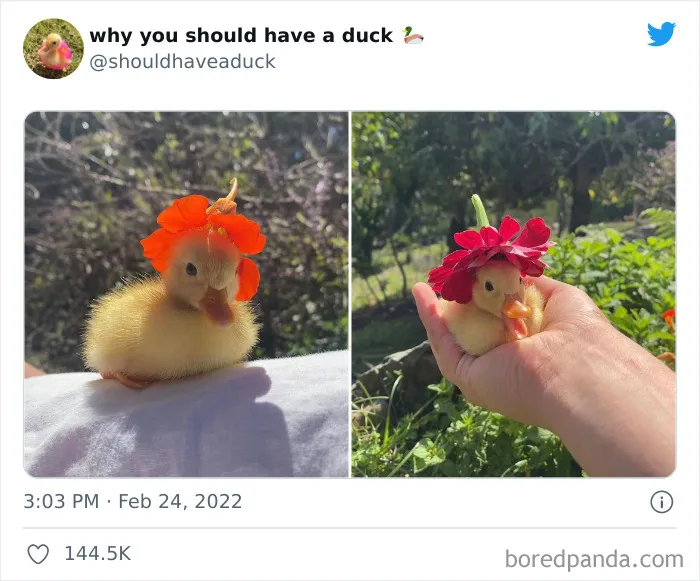 This Page "Why You Should Have A Duck" Is Dedicated To All Things Ducks And Here Are 35 Of The Best Posts