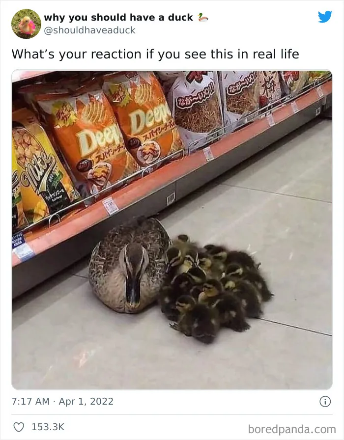 This Page "Why You Should Have A Duck" Is Dedicated To All Things Ducks And Here Are 35 Of The Best Posts