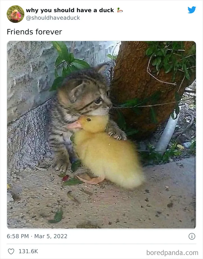 This Page "Why You Should Have A Duck" Is Dedicated To All Things Ducks And Here Are 35 Of The Best Posts