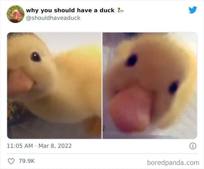 25 Publicaciones geniales de la página "Por qué deberías tener un pato"