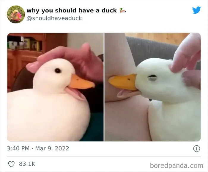 25 Publicaciones geniales de la página "Por qué deberías tener un pato"