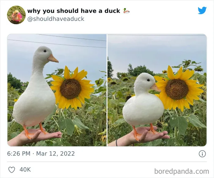25 Publicaciones geniales de la página "Por qué deberías tener un pato"