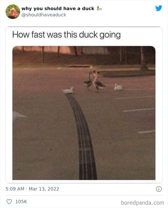 This Page "Why You Should Have A Duck" Is Dedicated To All Things Ducks And Here Are 35 Of The Best Posts