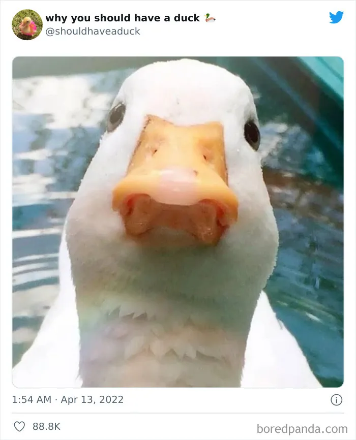 25 Publicaciones geniales de la página "Por qué deberías tener un pato"