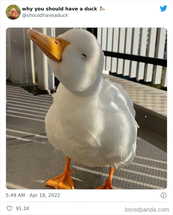 This Page "Why You Should Have A Duck" Is Dedicated To All Things Ducks And Here Are 35 Of The Best Posts