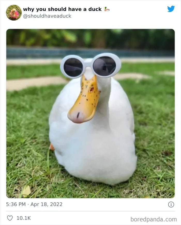 25 Publicaciones geniales de la página "Por qué deberías tener un pato"