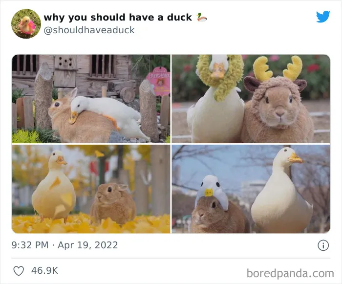 25 Publicaciones geniales de la página "Por qué deberías tener un pato"