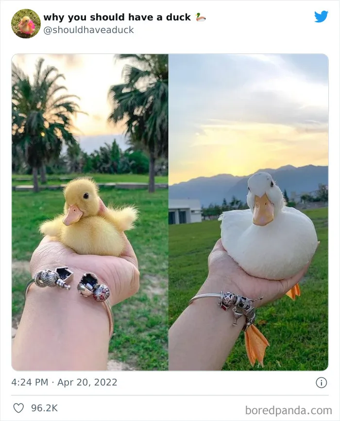 25 Publicaciones geniales de la página "Por qué deberías tener un pato"