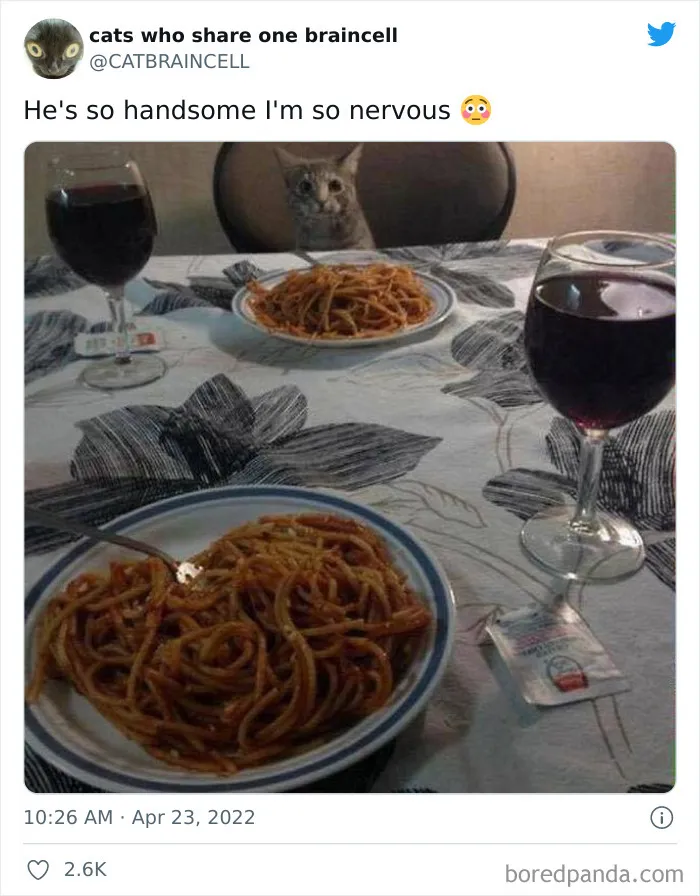 "Cats Who Share One Braincell": 50 Times Cats Acted So Dorky, Their Pics Ended Up On This Twitter Page