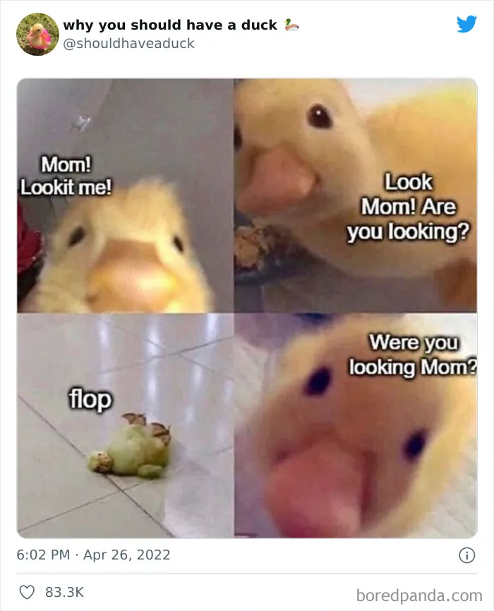 This Page "Why You Should Have A Duck" Is Dedicated To All Things Ducks And Here Are 35 Of The Best Posts