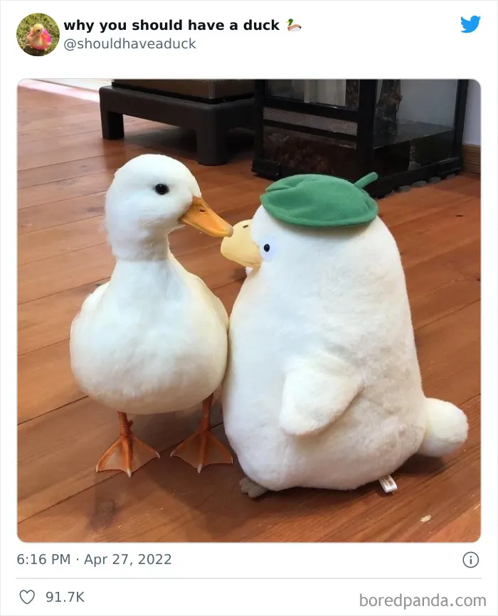 25 Publicaciones geniales de la página "Por qué deberías tener un pato"