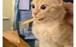 "Cats Who Share One Braincell": 50 Times Cats Acted So Dorky, Their Pics Ended Up On This Twitter Page
