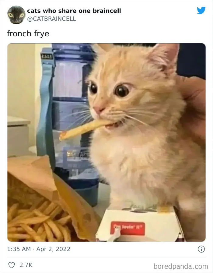 Hilariously-Silly-Cats-Catbraincell