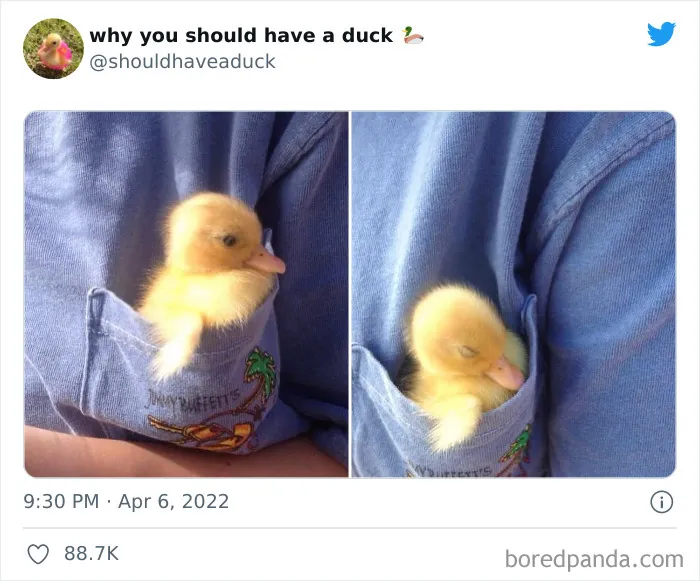 This Page "Why You Should Have A Duck" Is Dedicated To All Things Ducks And Here Are 35 Of The Best Posts