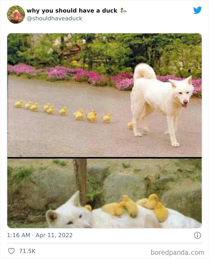 This Page "Why You Should Have A Duck" Is Dedicated To All Things Ducks And Here Are 35 Of The Best Posts