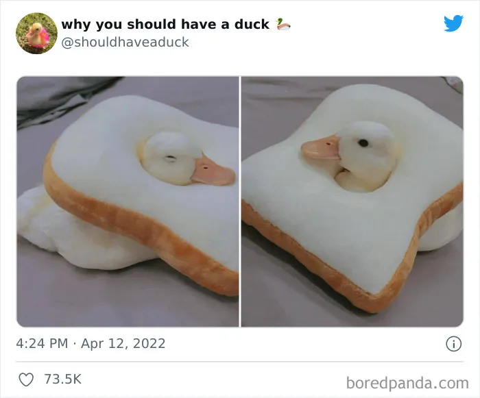 25 Publicaciones geniales de la página "Por qué deberías tener un pato"