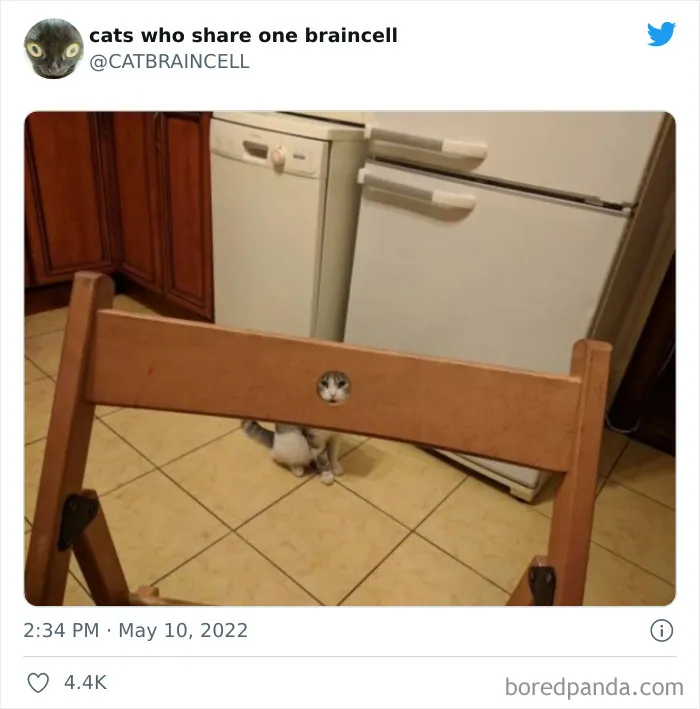 "Cats Who Share One Braincell": 50 Times Cats Acted So Dorky, Their Pics Ended Up On This Twitter Page