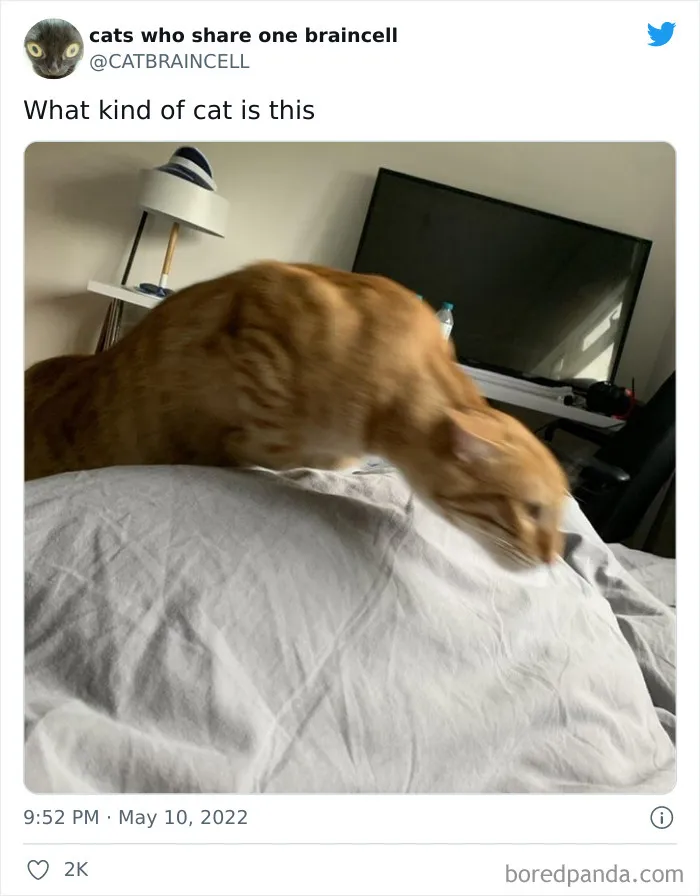 "Cats Who Share One Braincell": 50 Times Cats Acted So Dorky, Their Pics Ended Up On This Twitter Page