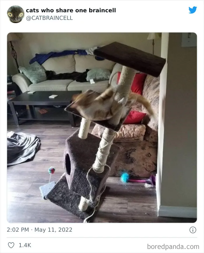 "Cats Who Share One Braincell": 50 Times Cats Acted So Dorky, Their Pics Ended Up On This Twitter Page