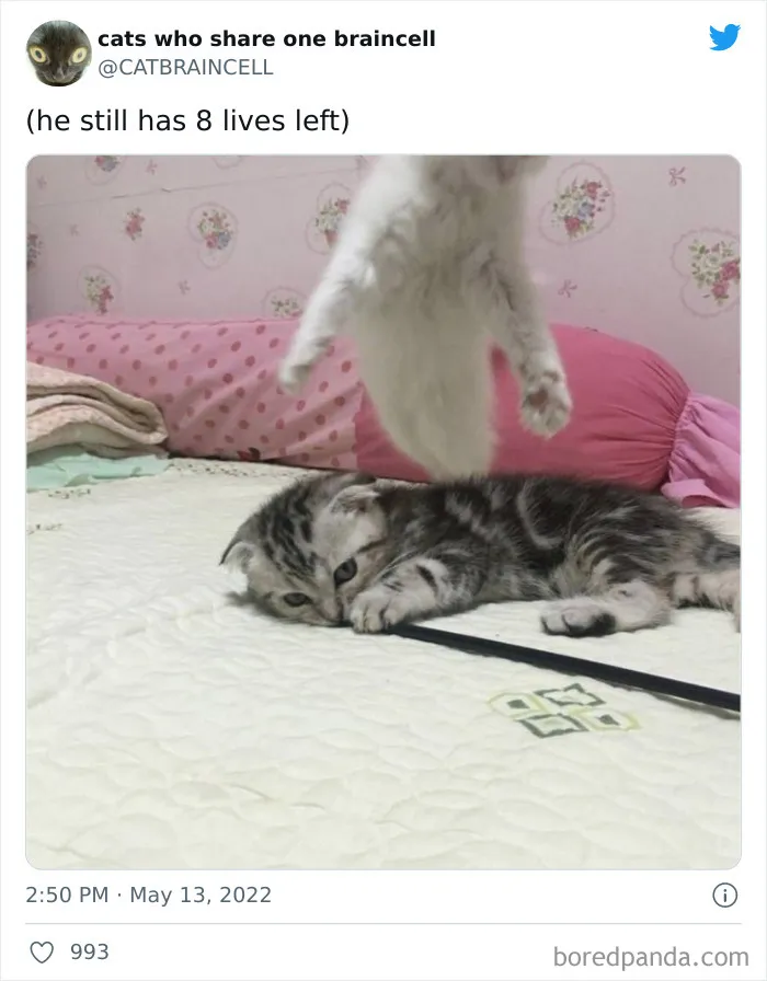 "Cats Who Share One Braincell": 50 Times Cats Acted So Dorky, Their Pics Ended Up On This Twitter Page